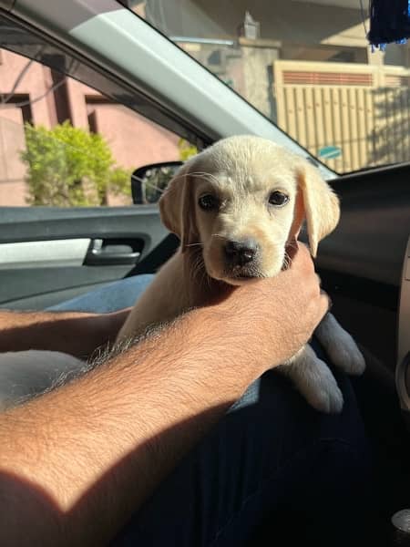 Labrador Breeder female with 2 Female pups 2