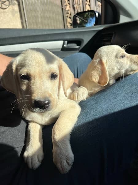 Labrador Breeder female with 2 Female pups 3