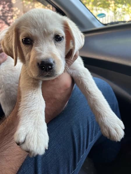 Labrador Breeder female with 2 Female pups 4