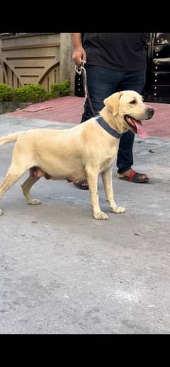 Labrador Breeder female