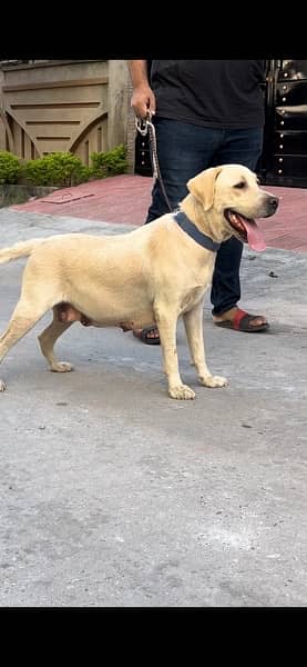 Labrador Breeder female with 2 Female pups 5