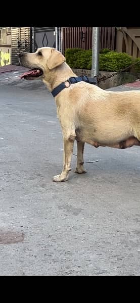 Labrador Breeder female with 2 Female pups 6