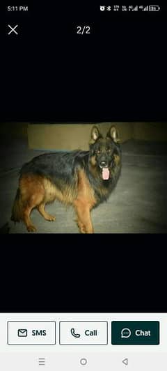 german shepherd