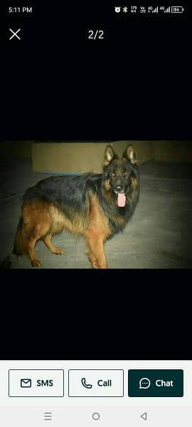 german shepherd 0