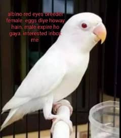 albino red eye breeder female