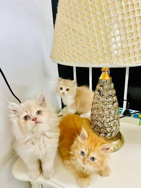 Persian Cats Available 03207679060 Whattsapp Contact me 1