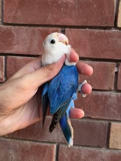 blue Opaline ready to breed female for sale 0