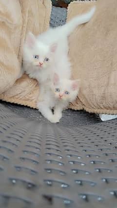 white persian kittens blue eyes punch face final price