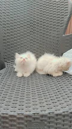 white persian kittens blue eyes punch face