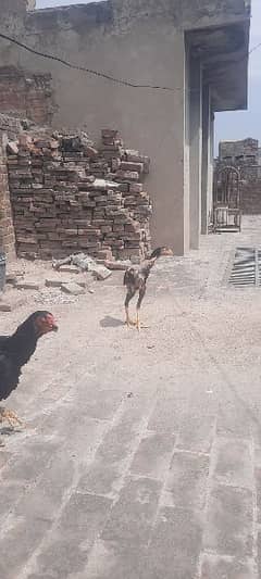 5 Quality  birds urgent  sale only serious buyer contact me