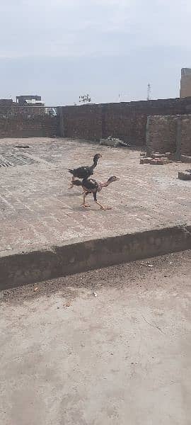 5 Quality  birds urgent  sale only serious buyer contact me 2