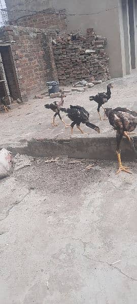 5 Quality  birds urgent  sale only serious buyer contact me 5