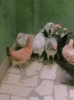 Desi hen for sale