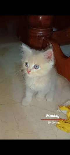 Persian kittens triple coat