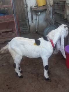 Goat for sale male Cross bread of Gulabi and kamori 38 Inch in hieght