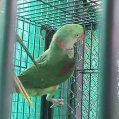 kashmiri Raw parrot male