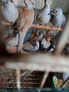 Red & Common Dove Pair