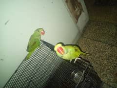 Raw parrots