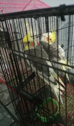 Male cockatiel birds ready for breeding