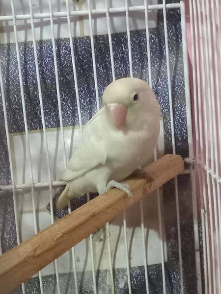 Sale For albino black eye male red eye split 0