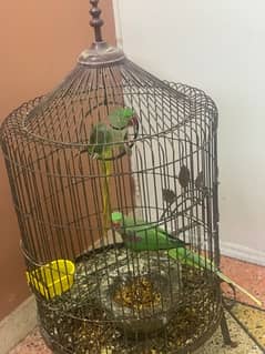 raw parrots pair