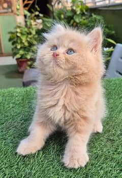 Persian cat/Persian kittens/triple coated/punch face/