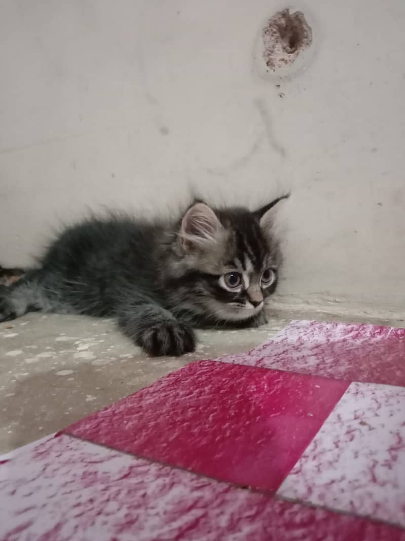 2 months kittens for sale 1