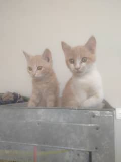 Persian or single coated brown eyes pair full trained 2 munthcate baby