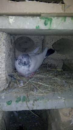 pigeon for sell in 20000 60 piece highy flying pigeon and fansy pigeon