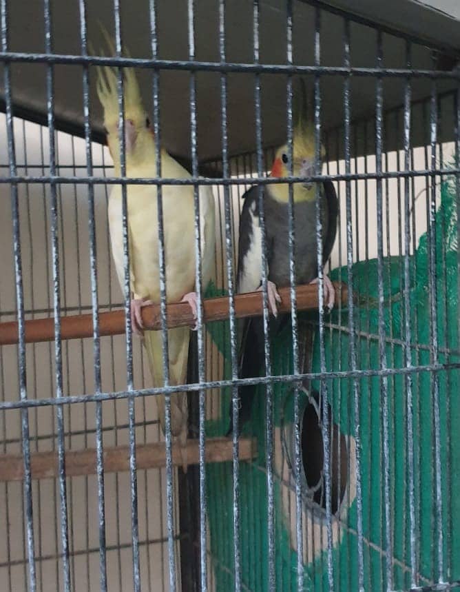 cocktail family of 5 pcs    and Cage of 3  portion 3