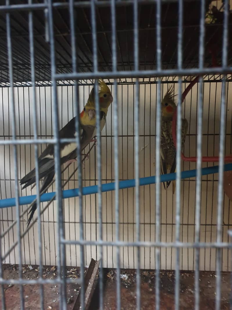 cocktail family of 5 pcs    and Cage of 3  portion 4