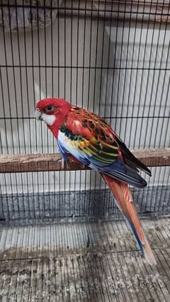 Rosella Male for sale