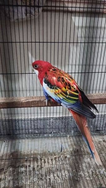 Rosella Male for sale 1