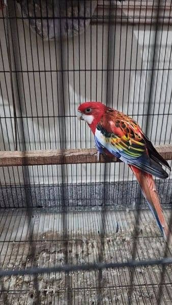 Rosella Male for sale 2