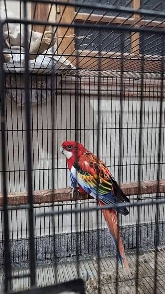 Rosella Male for sale 3