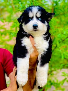 Siberian husky puppie 0