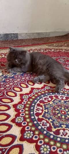 Triple Coat Persian Cat Grey Pair