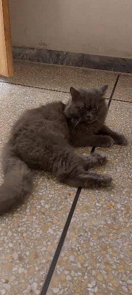 Triple Coat Persian Cat Grey Pair 1