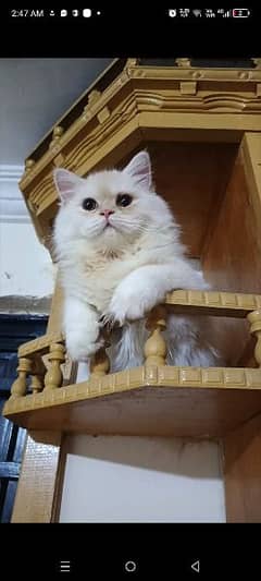 persian triple coat punch face female kittens