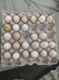 Black & Blue Australorp Fertile Eggs 0