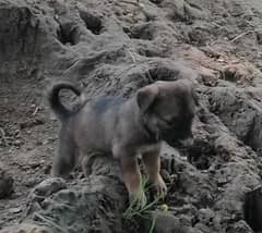 alsatian female puppy