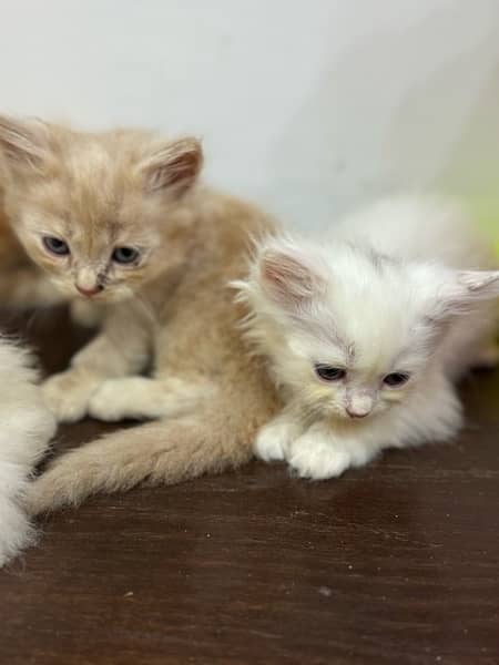 Persian kittens 12