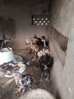 Pure Asil chicks for  Sale – Healthy and Well-Bred