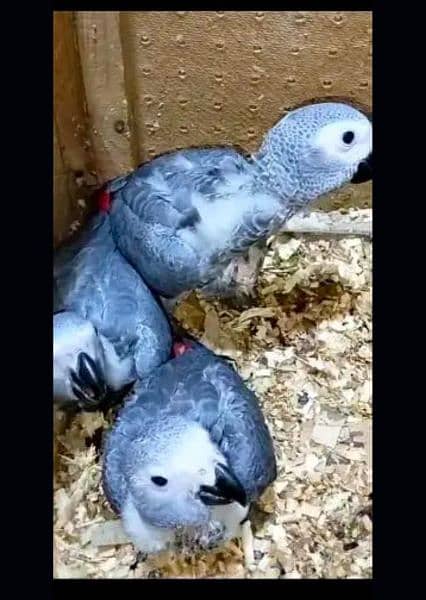 African Grey parrot chicks for sale 03354260304 1