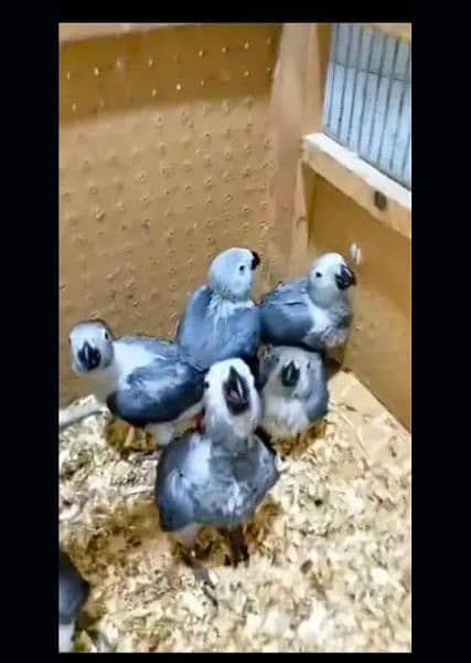 African Grey parrot chicks for sale 03354260304 2