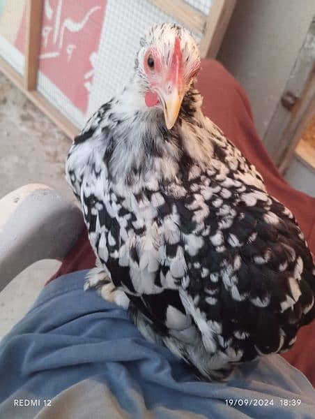 Molted Bantam Trio (Miliflower) + Egg Laying Japanese Female 1