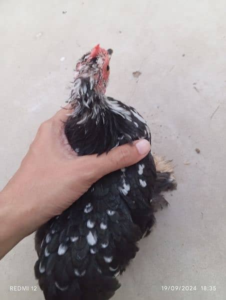 Molted Bantam Trio (Miliflower) + Egg Laying Japanese Female 2