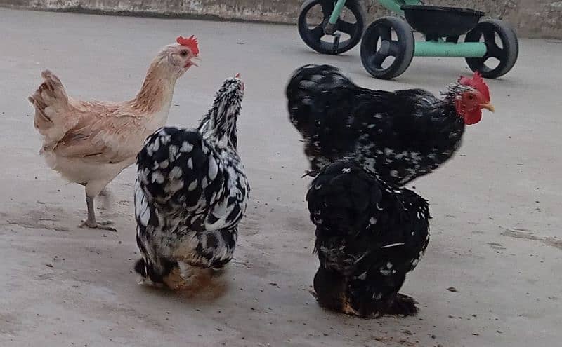 Molted Bantam Trio (Miliflower) + Egg Laying Japanese Female 3