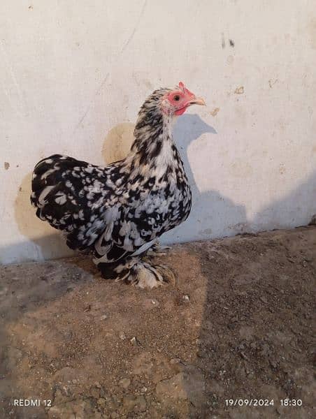 Molted Bantam Trio (Miliflower) + Egg Laying Japanese Female 5