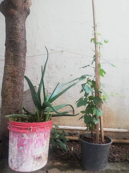 Alovera and grape plant for sale 1